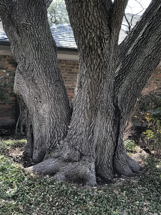 Mature heritage tree close to a Grant property cared for by certified arborists